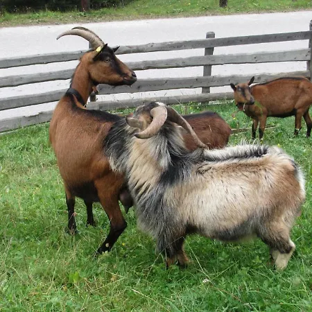 Strickhof Farm stay Schladming