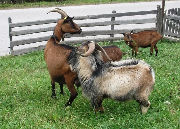 Strickhof Фермерский дом Шладминг